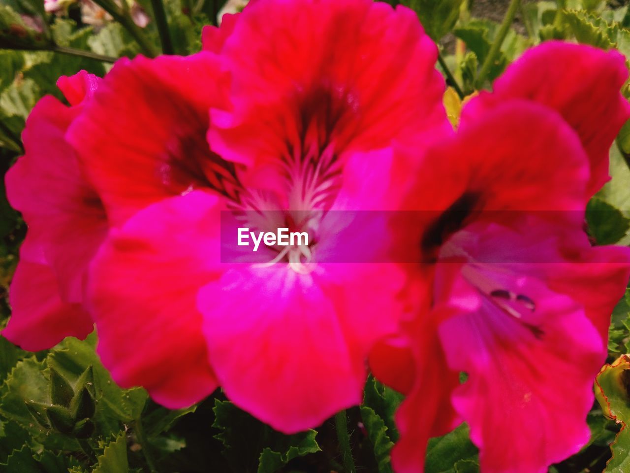 CLOSE-UP OF PINK FLOWER PLANT