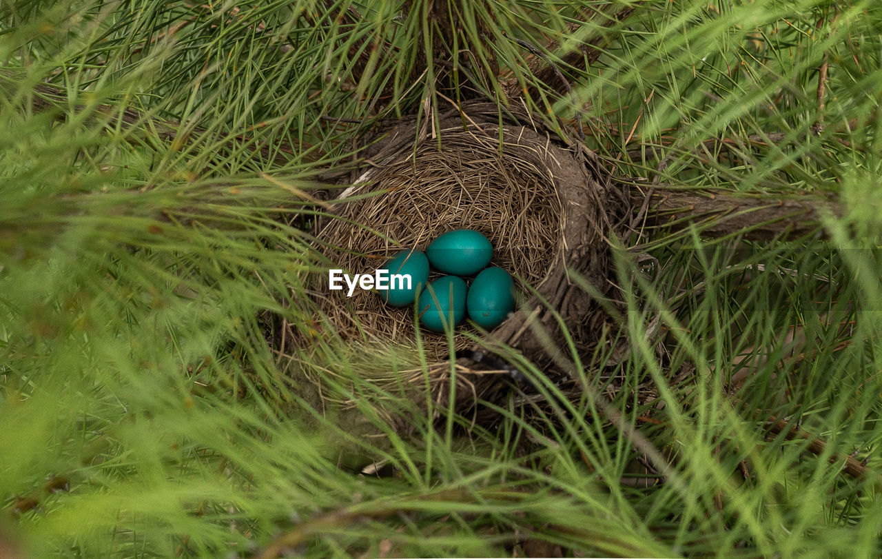 HIGH ANGLE VIEW OF EGGS IN NEST ON GRASS