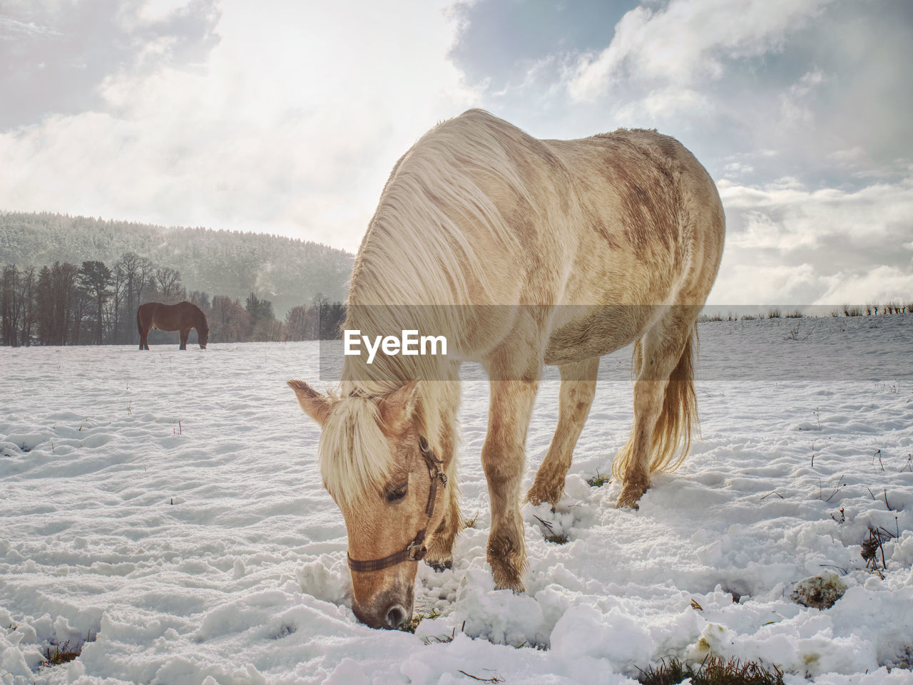Close view to withe horse feding in snow. amazing winter morning with farm horses.