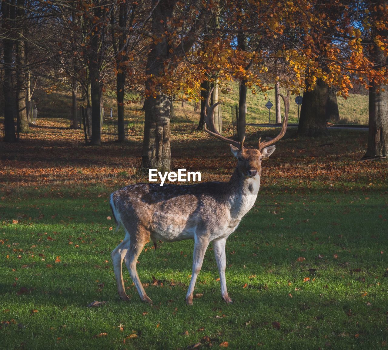 Deer on field during autumn