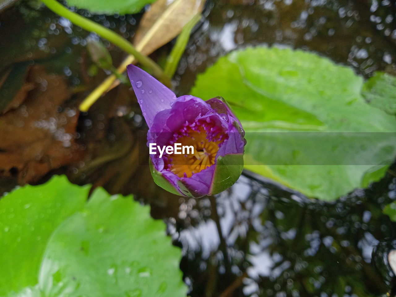 CLOSE-UP OF WET PURPLE LOTUS WATER LILY