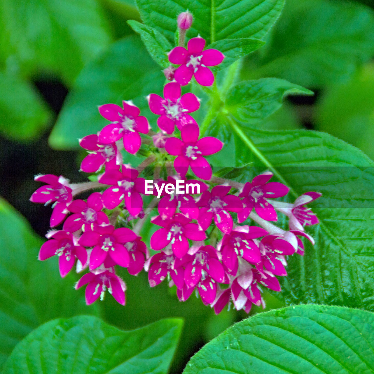 CLOSE-UP OF PINK FLOWERS BLOOMING ON PLANT