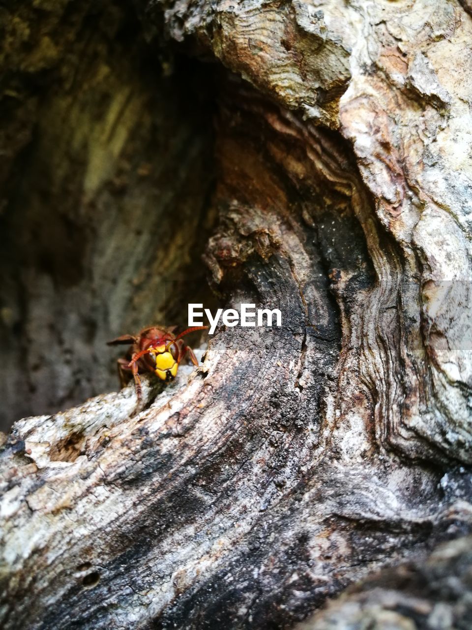 CLOSE-UP OF TREE TRUNK