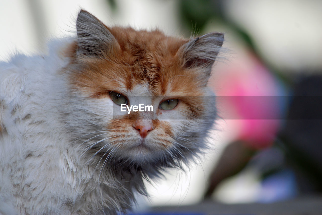 CLOSE-UP OF CAT LOOKING AWAY