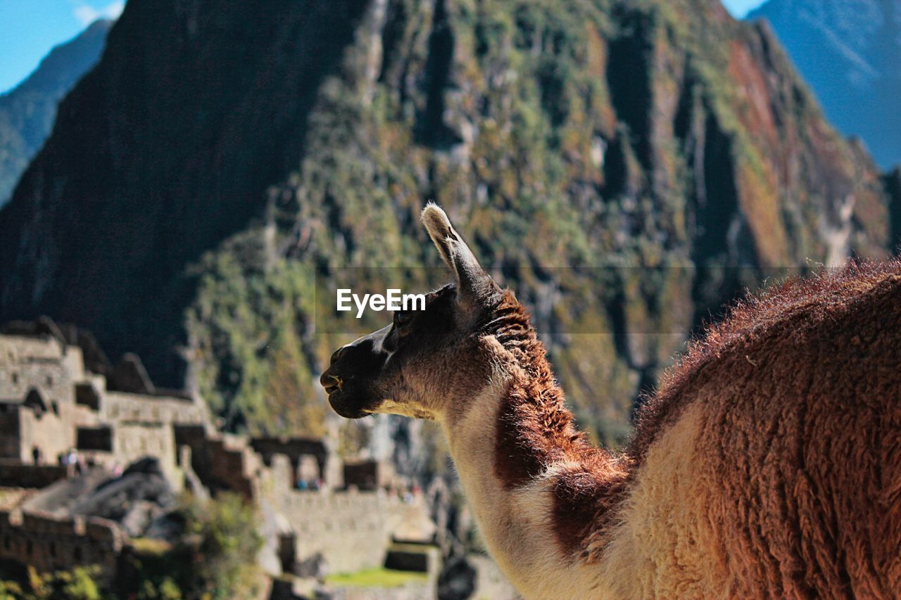 Close-up of llama against mountains