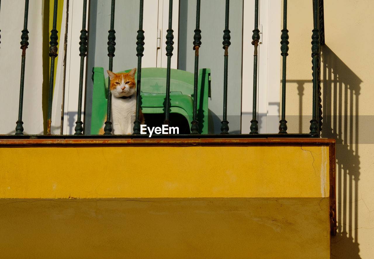 Cat sitting by railing on balcony