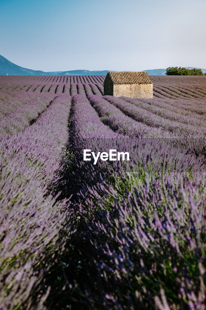 FULL FRAME SHOT OF LAVENDER FIELD