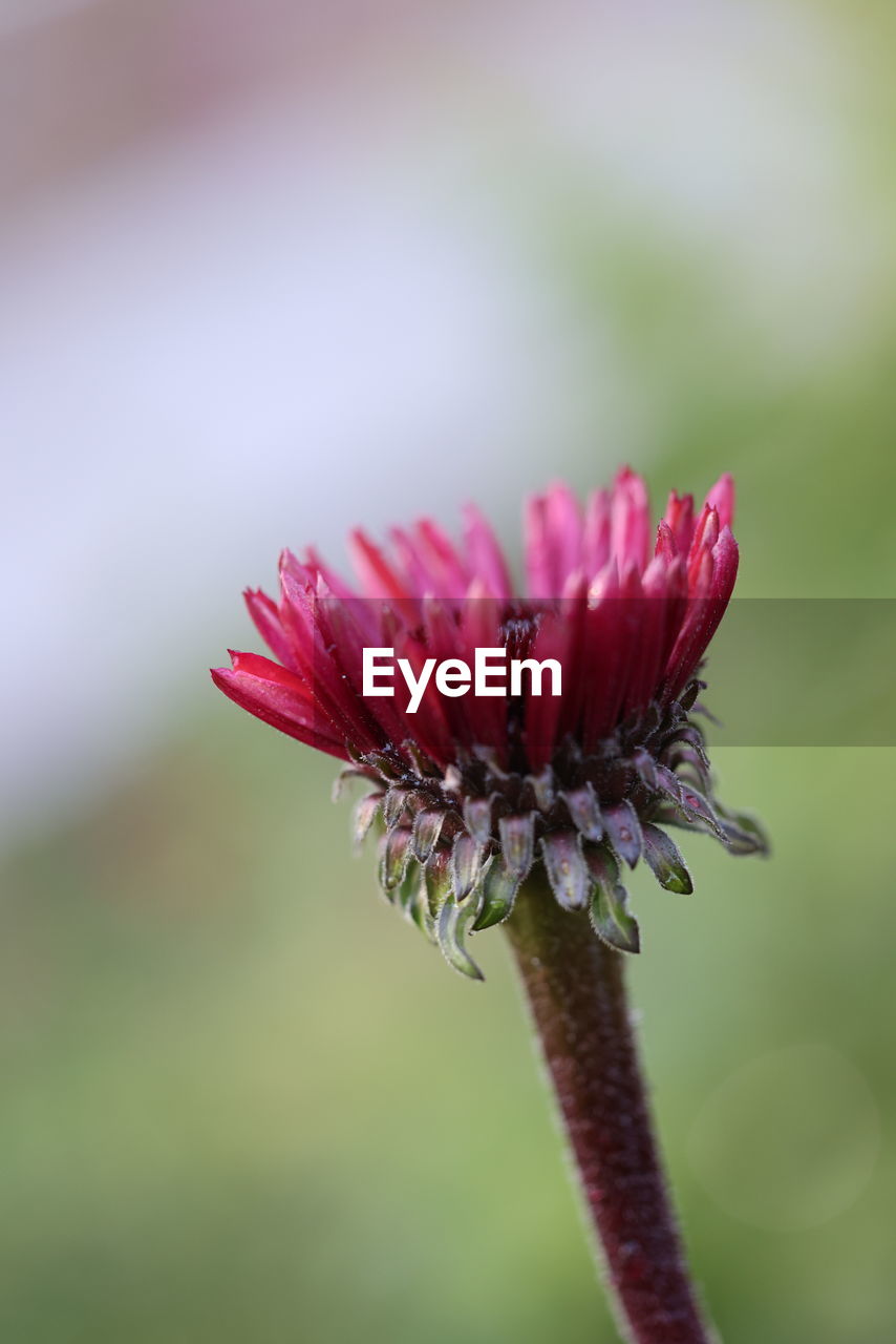 flower, flowering plant, plant, beauty in nature, nature, freshness, close-up, plant stem, macro photography, fragility, green, petal, focus on foreground, blossom, flower head, animal wildlife, insect, animal themes, no people, wildflower, macro, animal, inflorescence, growth, environment, outdoors, pink, springtime, leaf, selective focus, purple, bud, magnification, summer, defocused, botany, tranquility, red, day, pollen, wildlife, social issues, extreme close-up, one animal