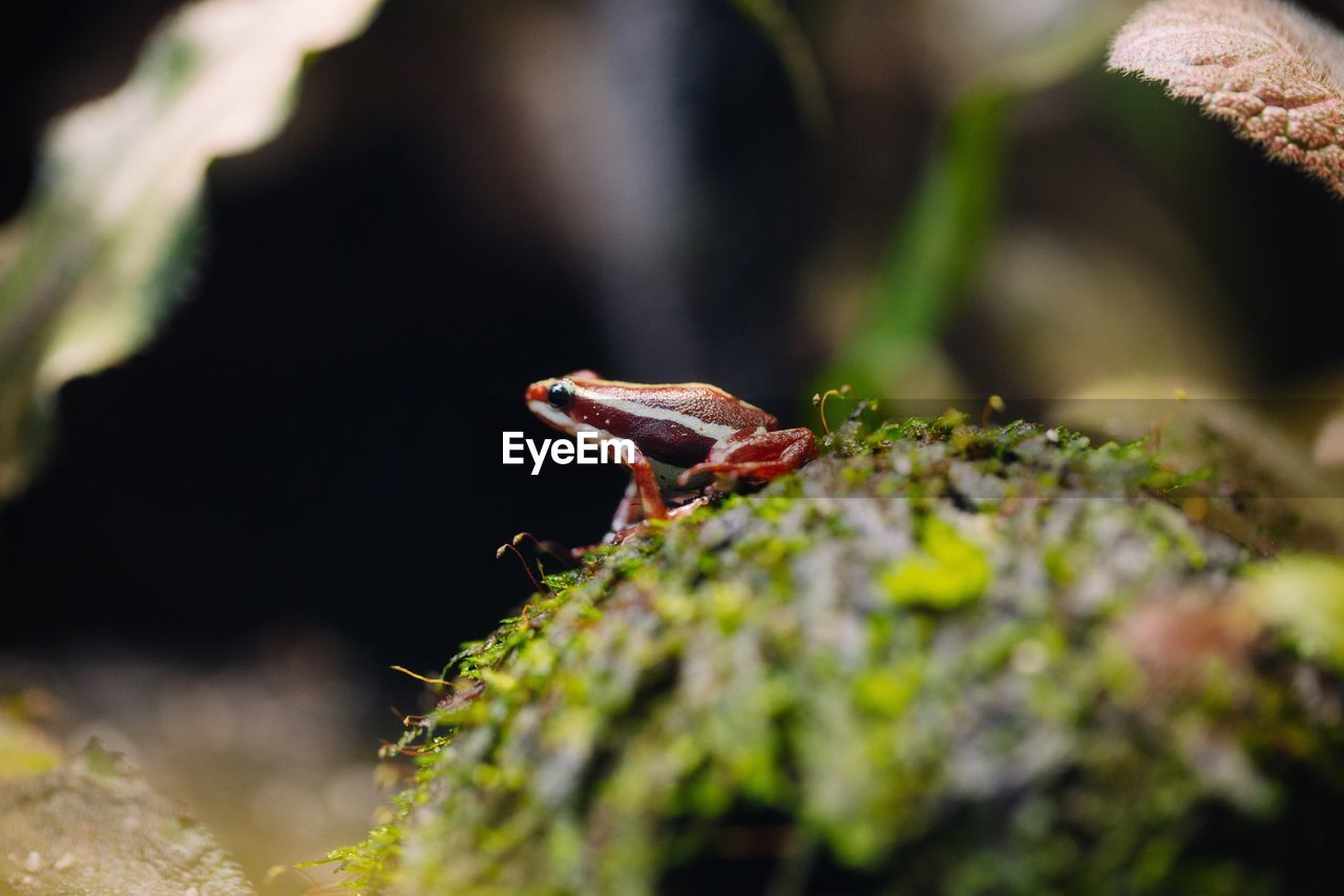 Close-up of frog in the wild