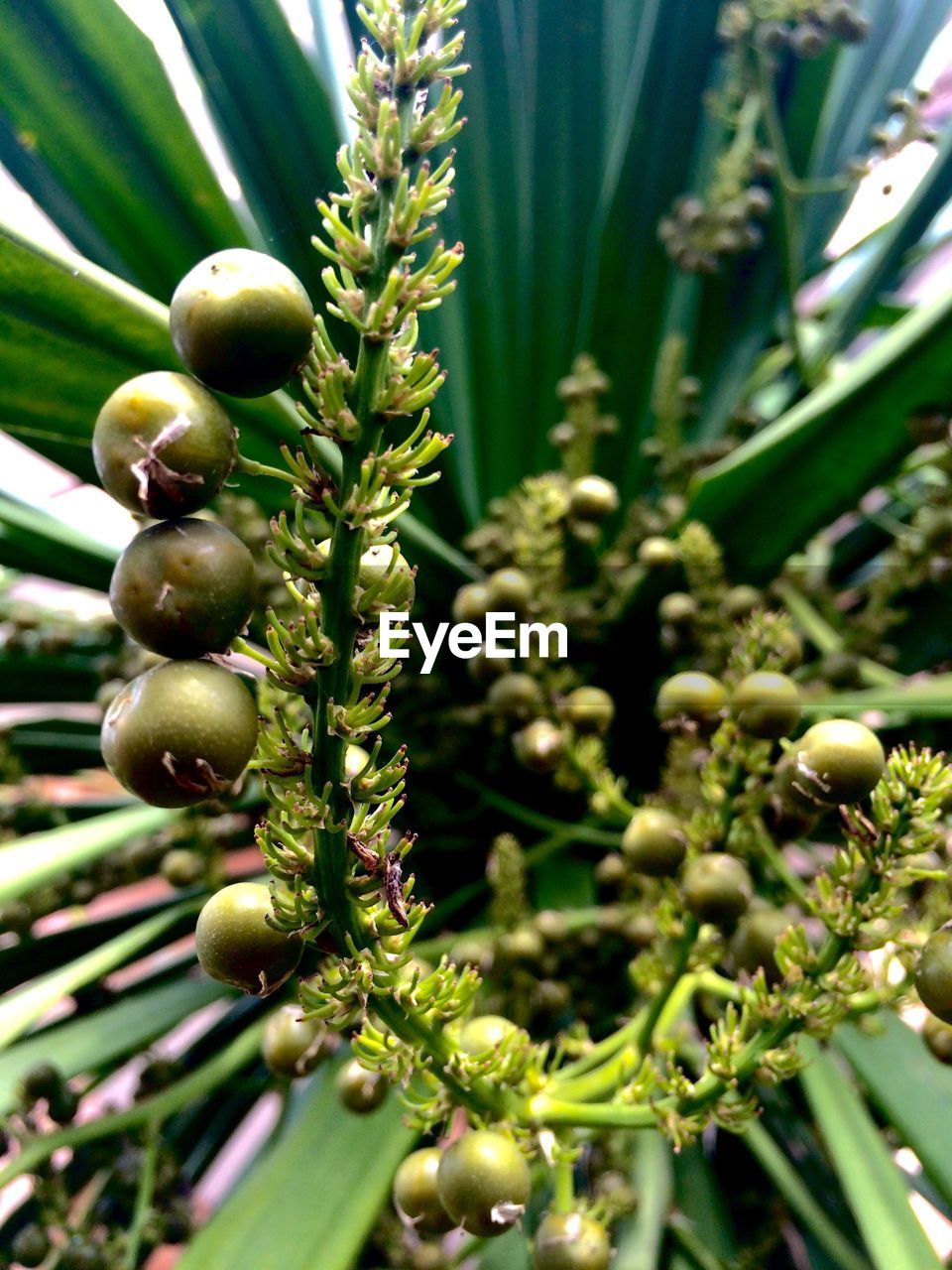 Close-up of green leaves