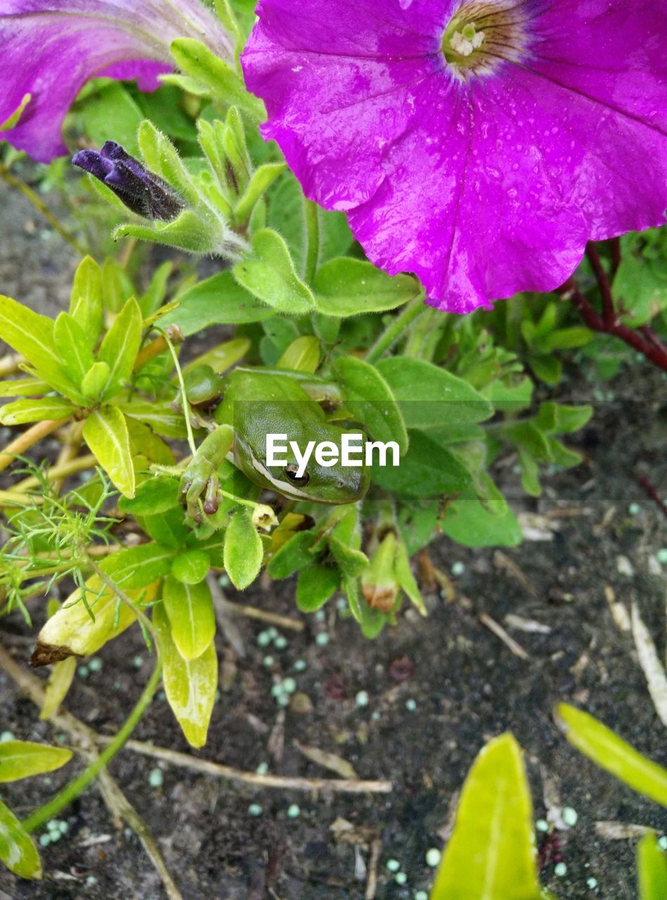 CLOSE-UP HIGH ANGLE VIEW OF A FLOWER