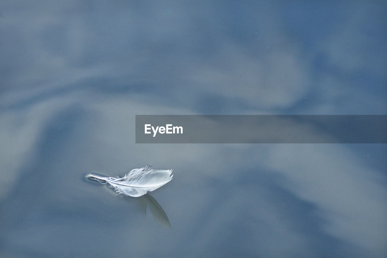 HIGH ANGLE VIEW OF WHITE LEAF ON SNOW