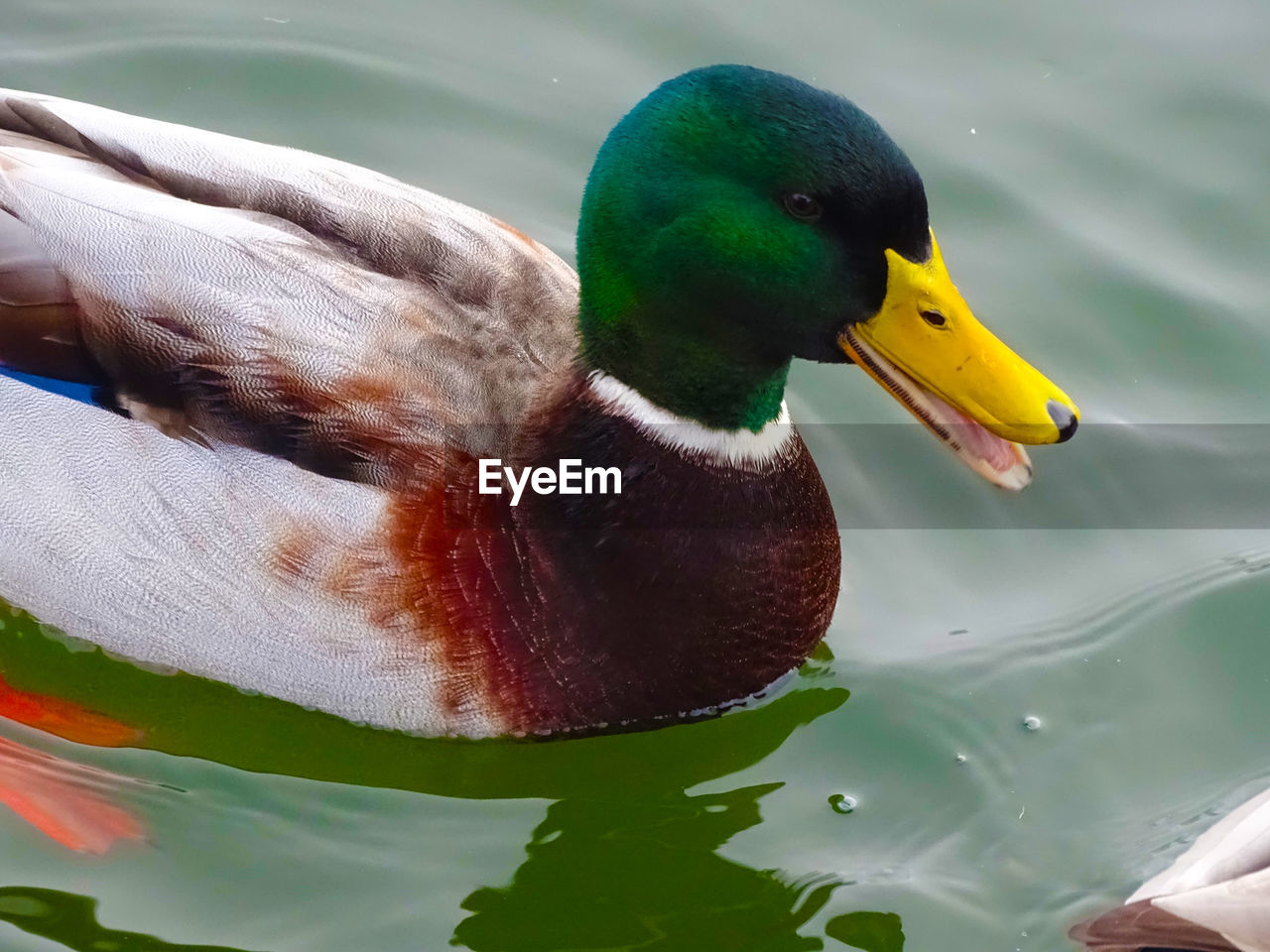 CLOSE-UP OF MALLARD DUCK FLOATING IN LAKE