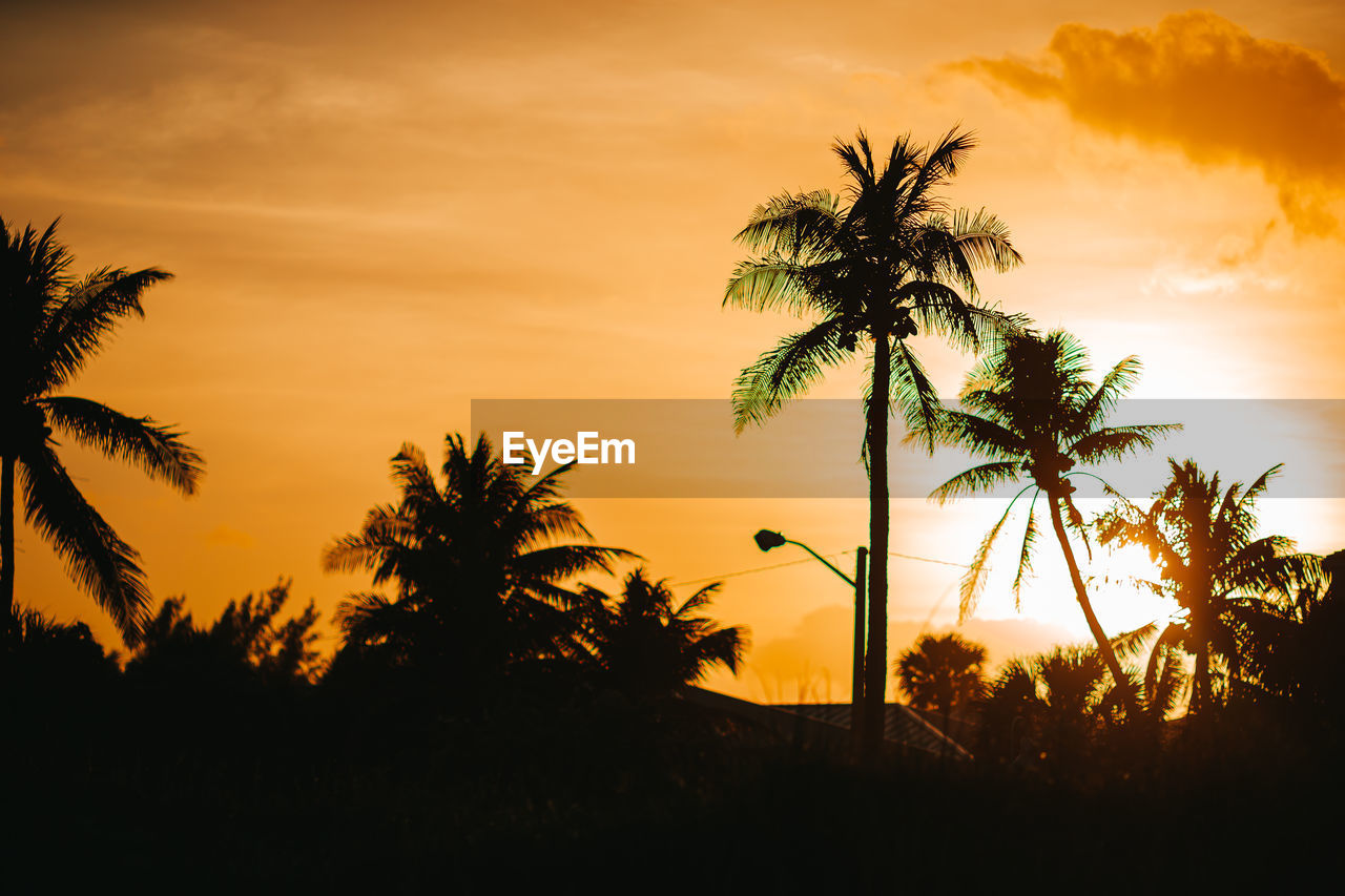 palm tree, tropical climate, sunset, tree, sky, silhouette, plant, beauty in nature, nature, scenics - nature, tranquility, cloud, sunlight, environment, tranquil scene, coconut palm tree, land, sun, dusk, travel destinations, idyllic, landscape, no people, orange color, tropical tree, dramatic sky, evening, vacation, trip, afterglow, outdoors, horizon, holiday, back lit, savanna, tropics, travel, leaf, tourism, non-urban scene, water, outline, twilight, growth