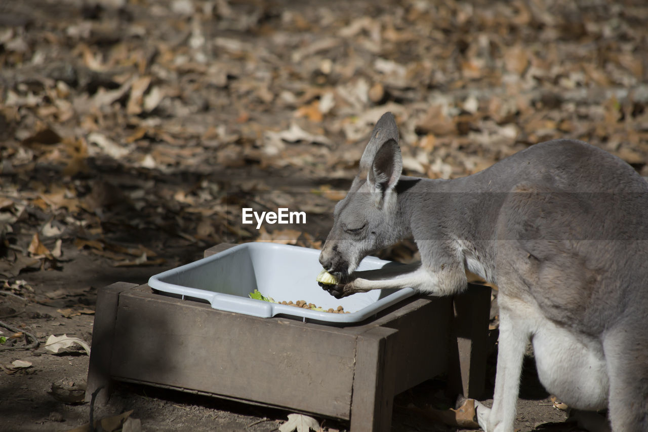 Wallaby feeding at a trough in the autumn season