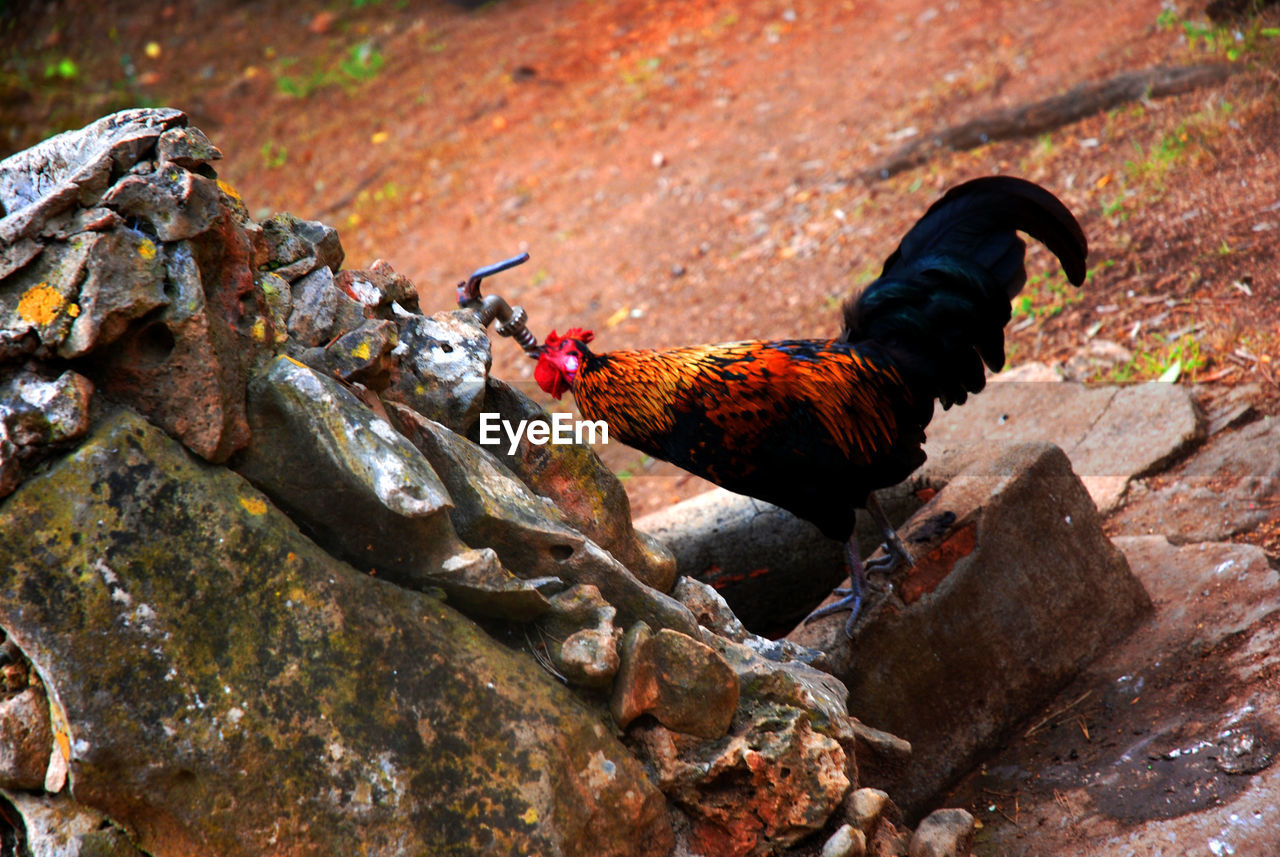 Tilt image of rooster drinking water from faucet