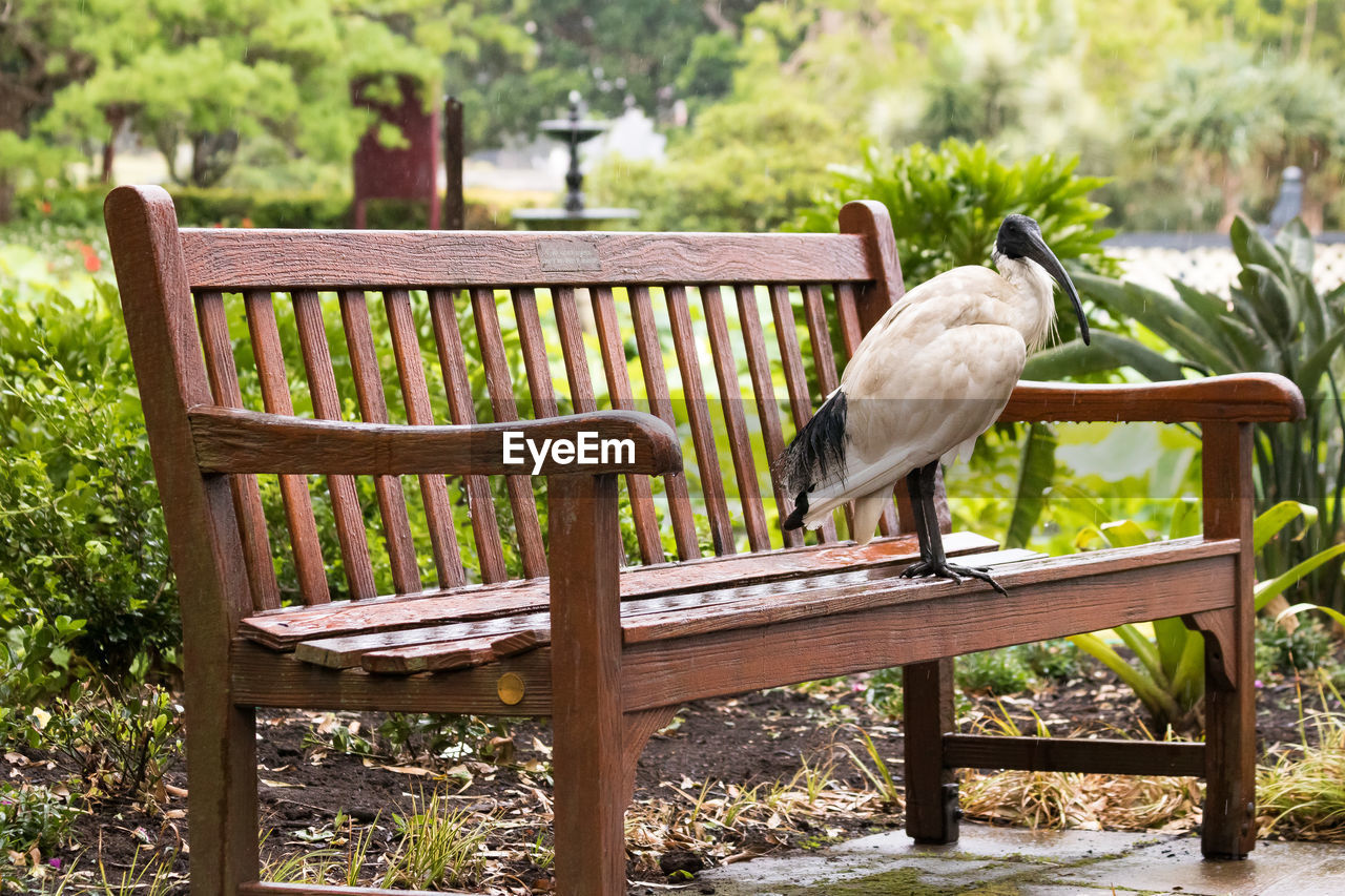 PIGEONS IN PARK