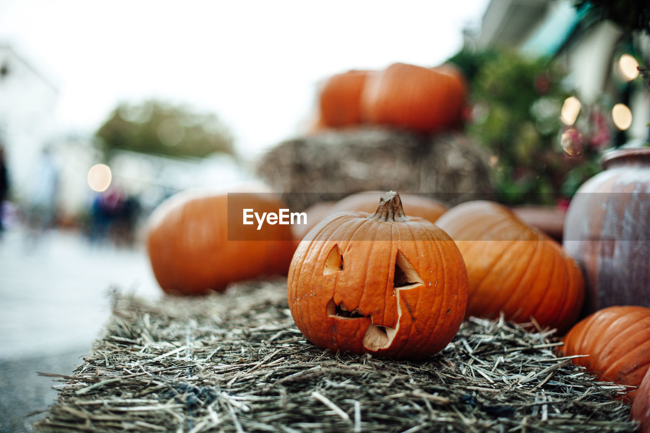 Close-up of pumpkin on pumpkins during autumn