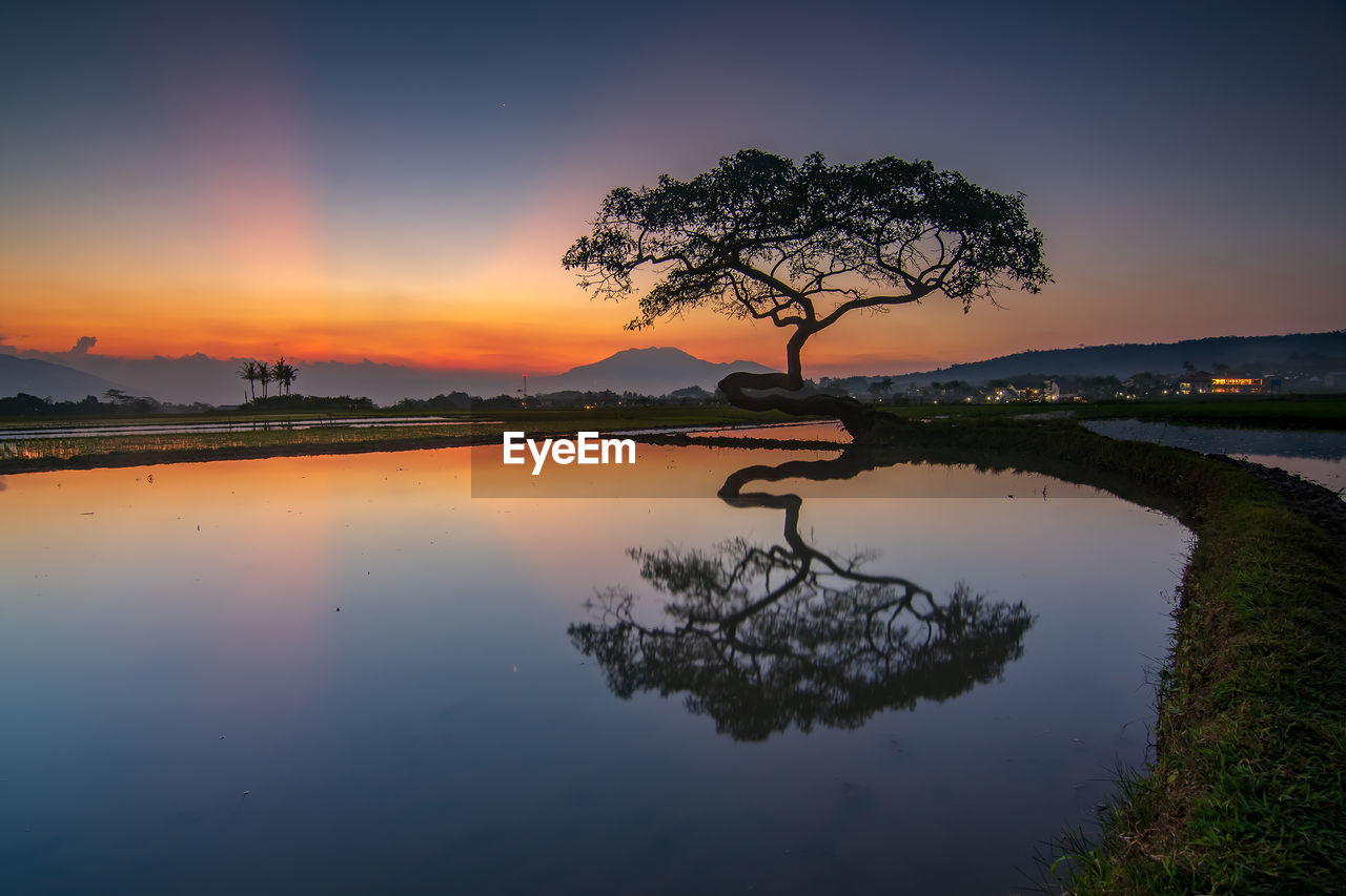 Silhouette tree by lake against sky during sunset