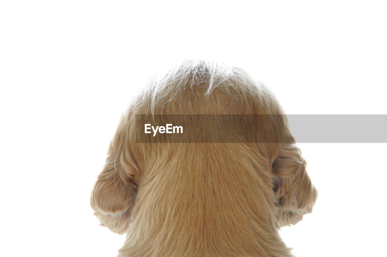 Close-up of dog against white background