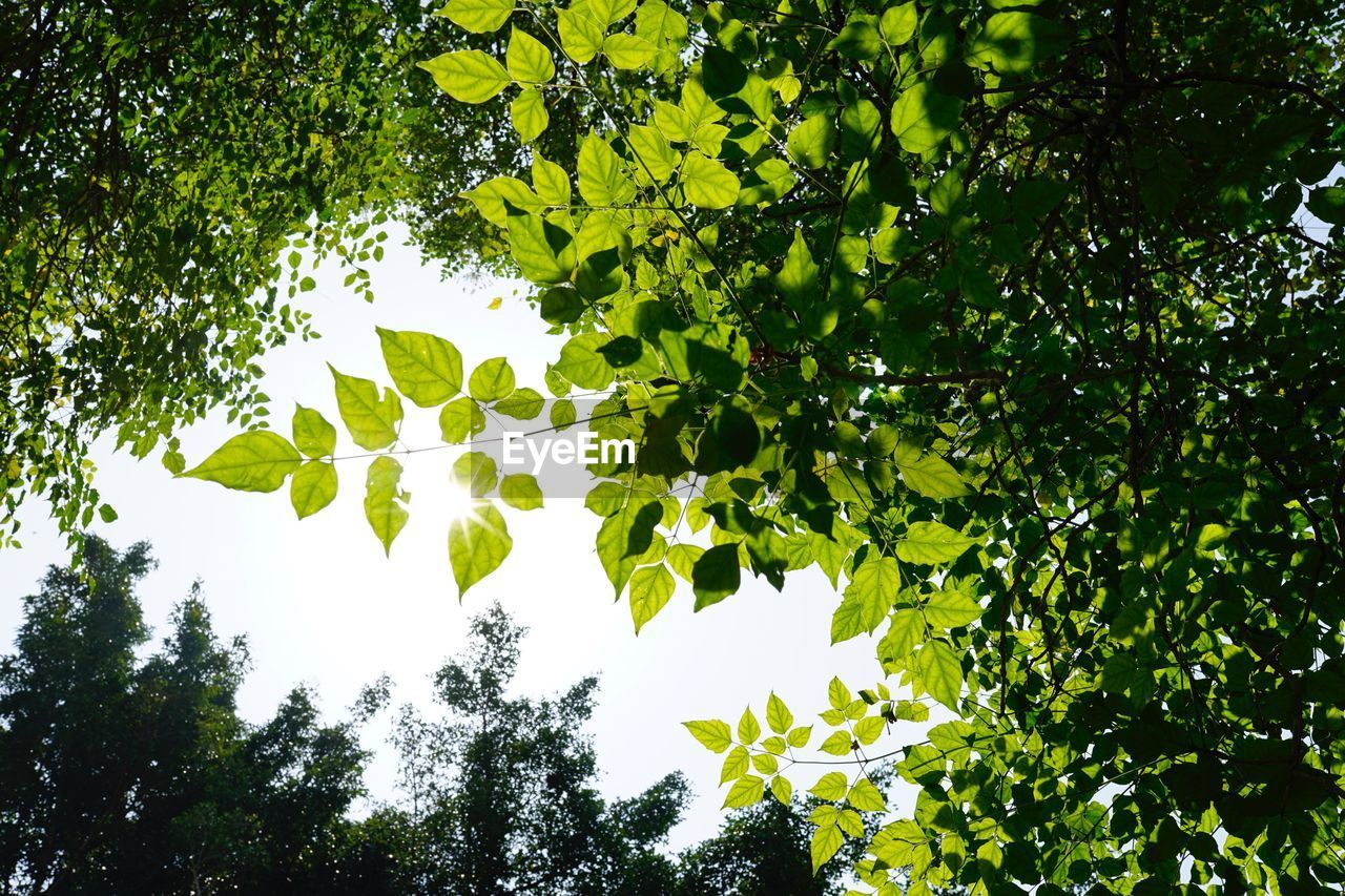 LOW ANGLE VIEW OF TREE AGAINST SKY