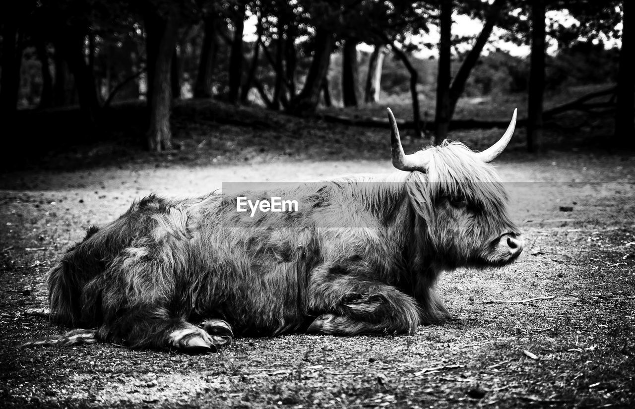 Cow lying down on field