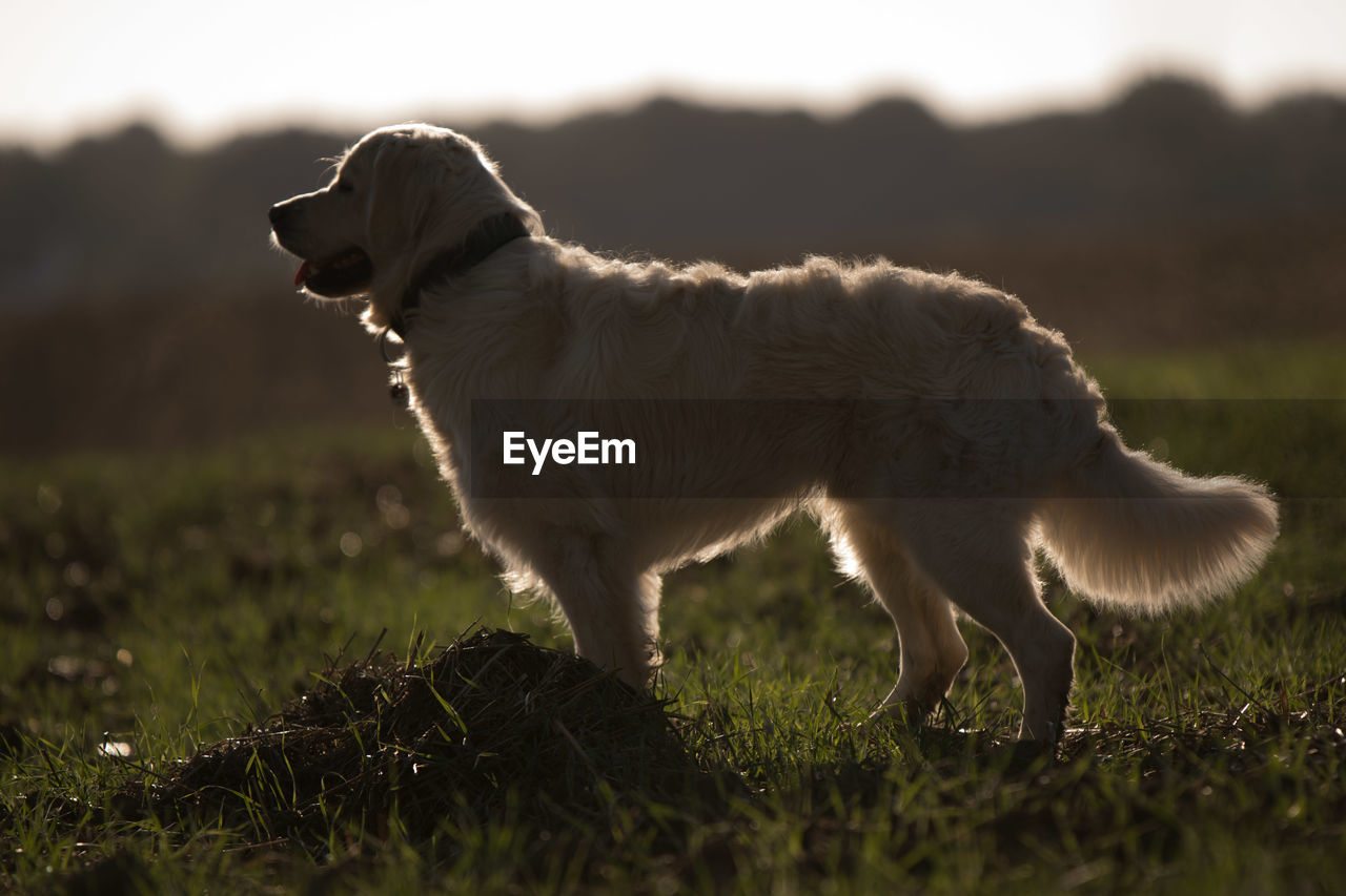 SIDE VIEW OF DOG ON FIELD