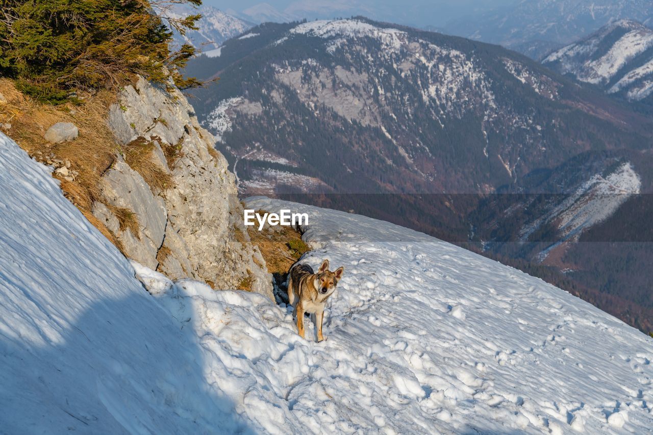 View of a wolf on snowcapped mountain