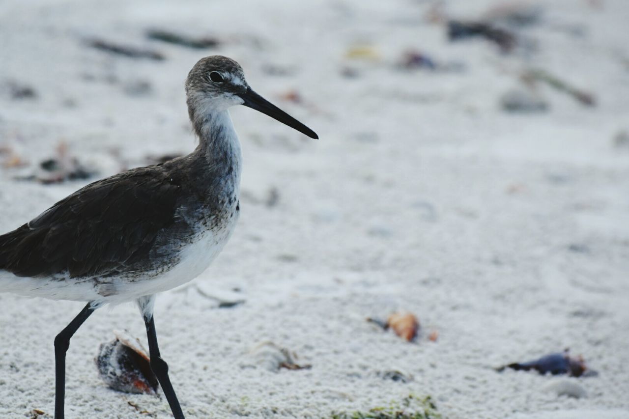 Close-up of sandpiper at beach