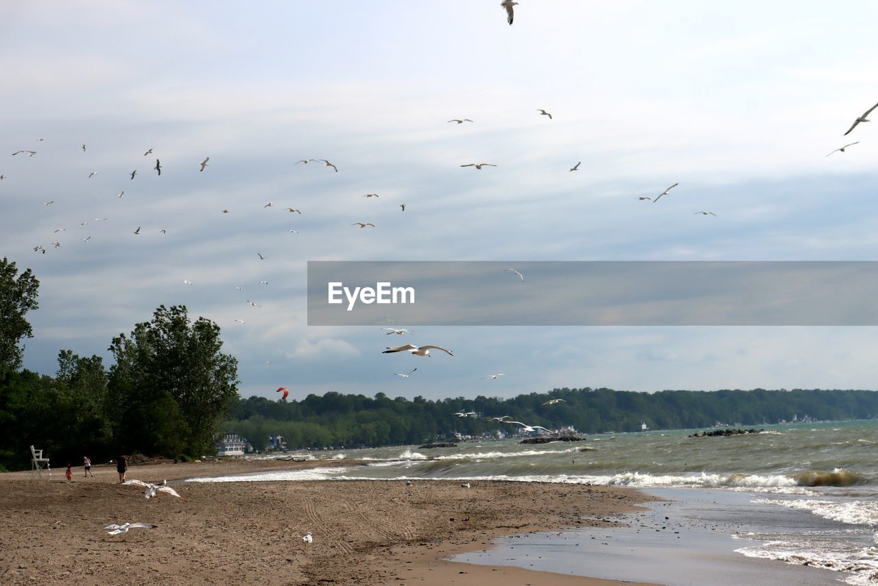 SEAGULLS FLYING OVER BEACH