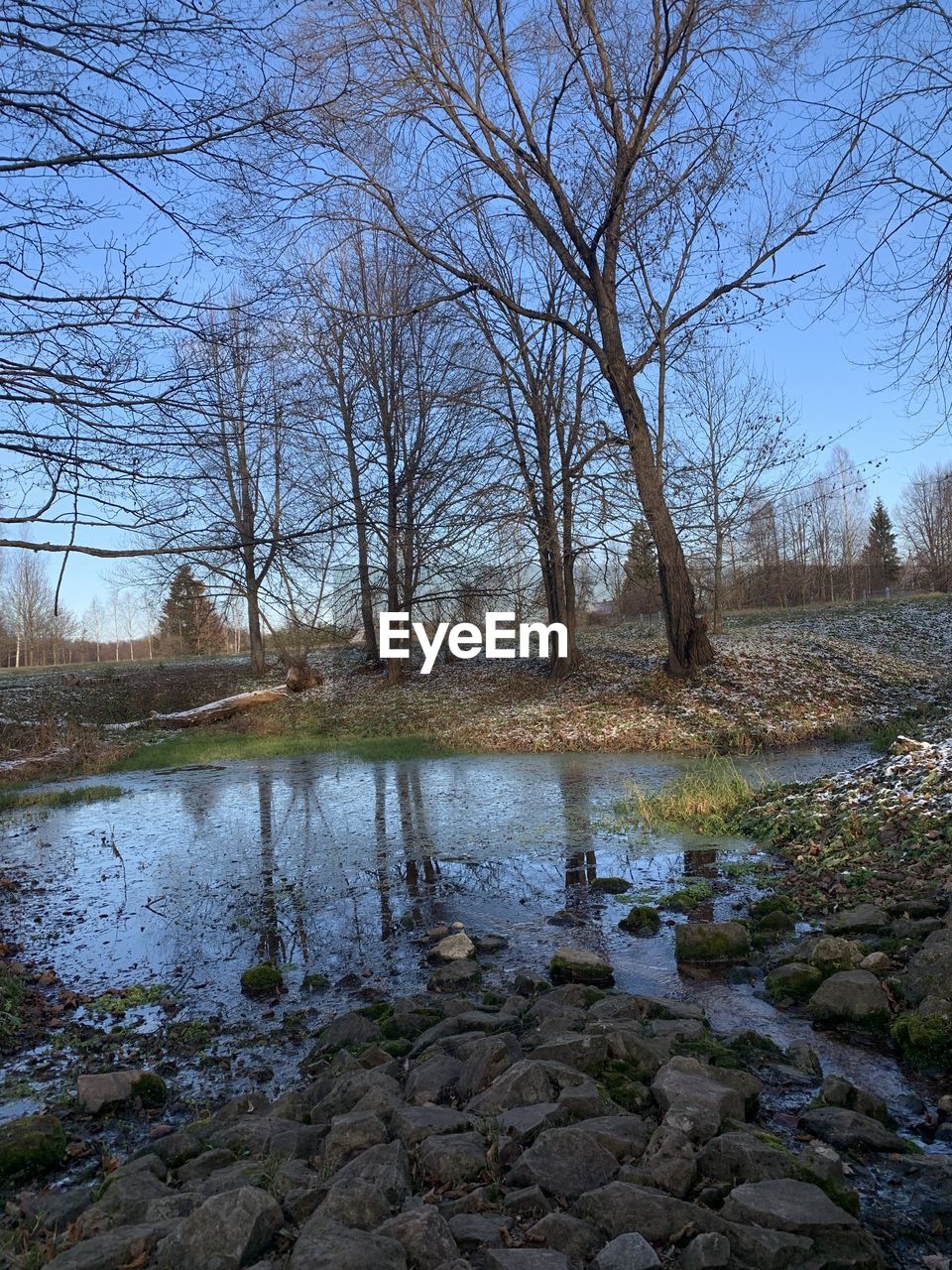 BARE TREE BY RIVER IN FOREST