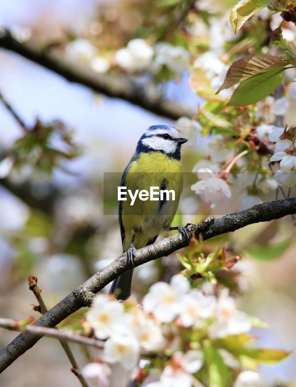 LOW ANGLE VIEW OF A BIRD PERCHING ON BRANCH