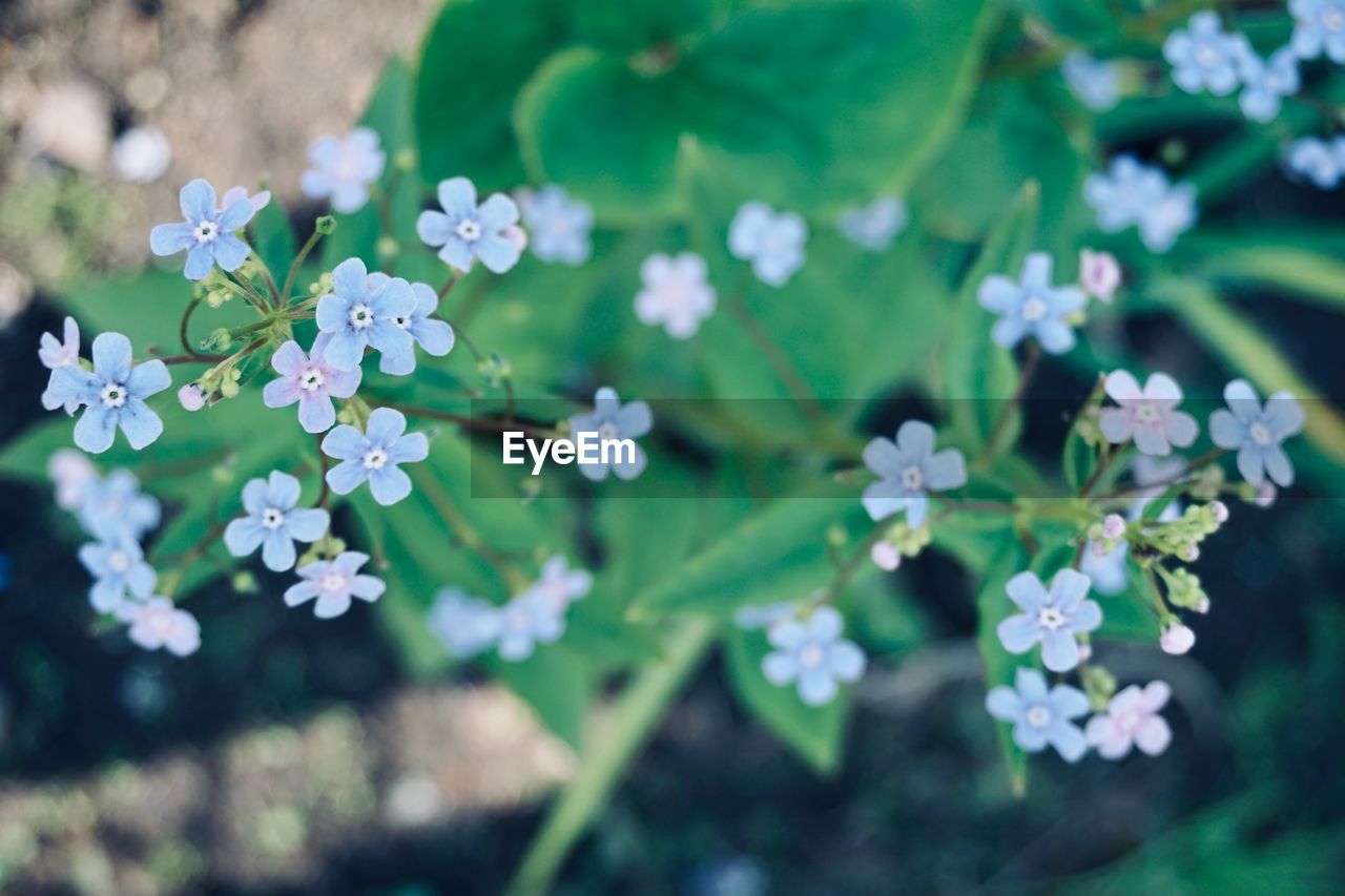 Forget-me-not flowers