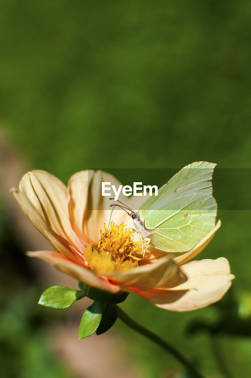 Green butterfly on flower in park