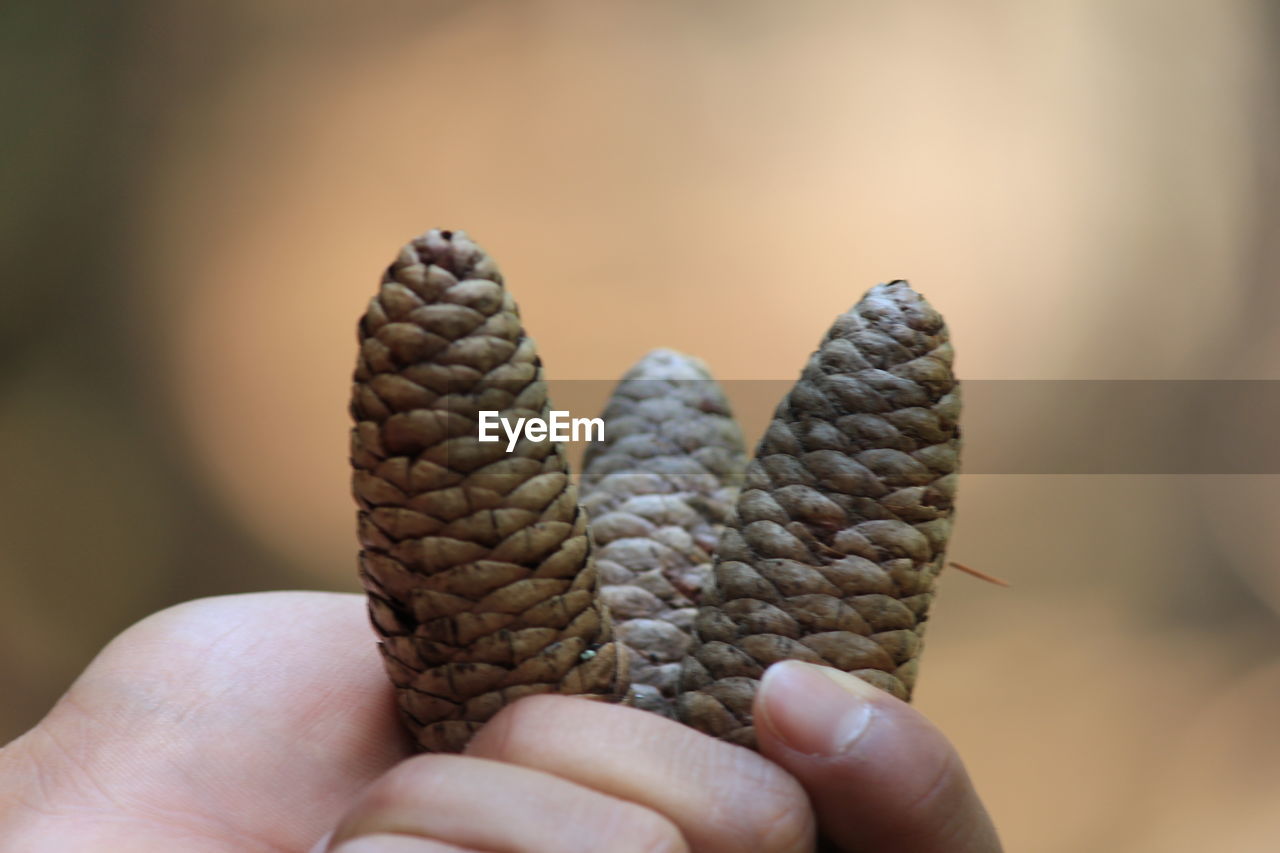 Close-up of hand holding pine cones