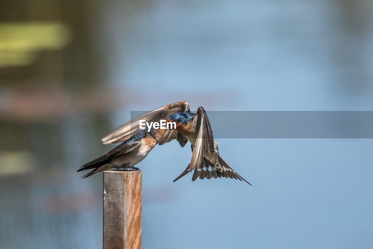 Close-up of bird feeding it's young