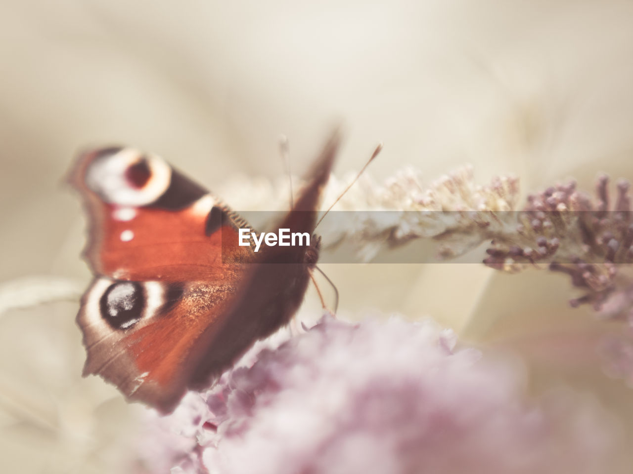 CLOSE-UP OF BUTTERFLY POLLINATING ON PURPLE FLOWER