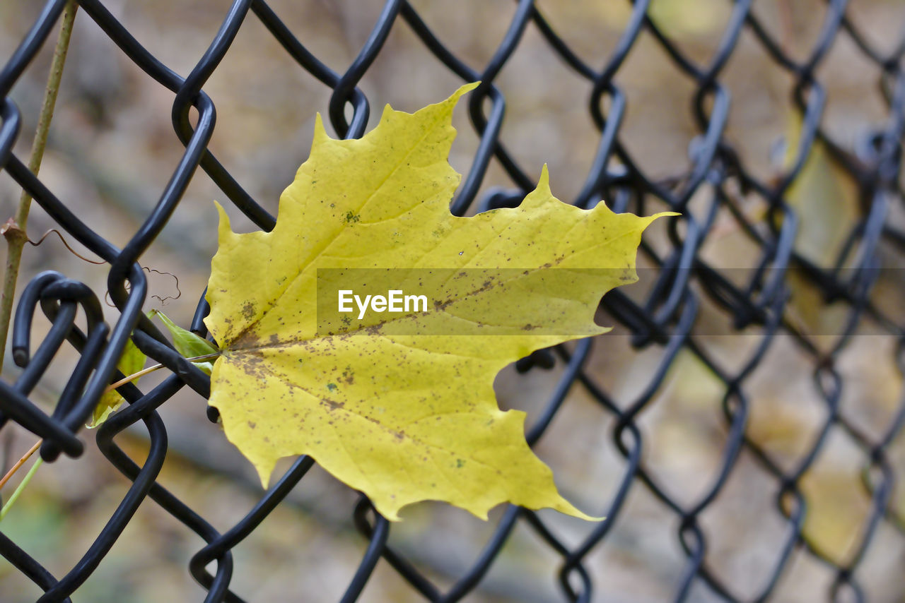 CLOSE-UP OF YELLOW LEAF ON CHAINLINK FENCE DURING AUTUMN