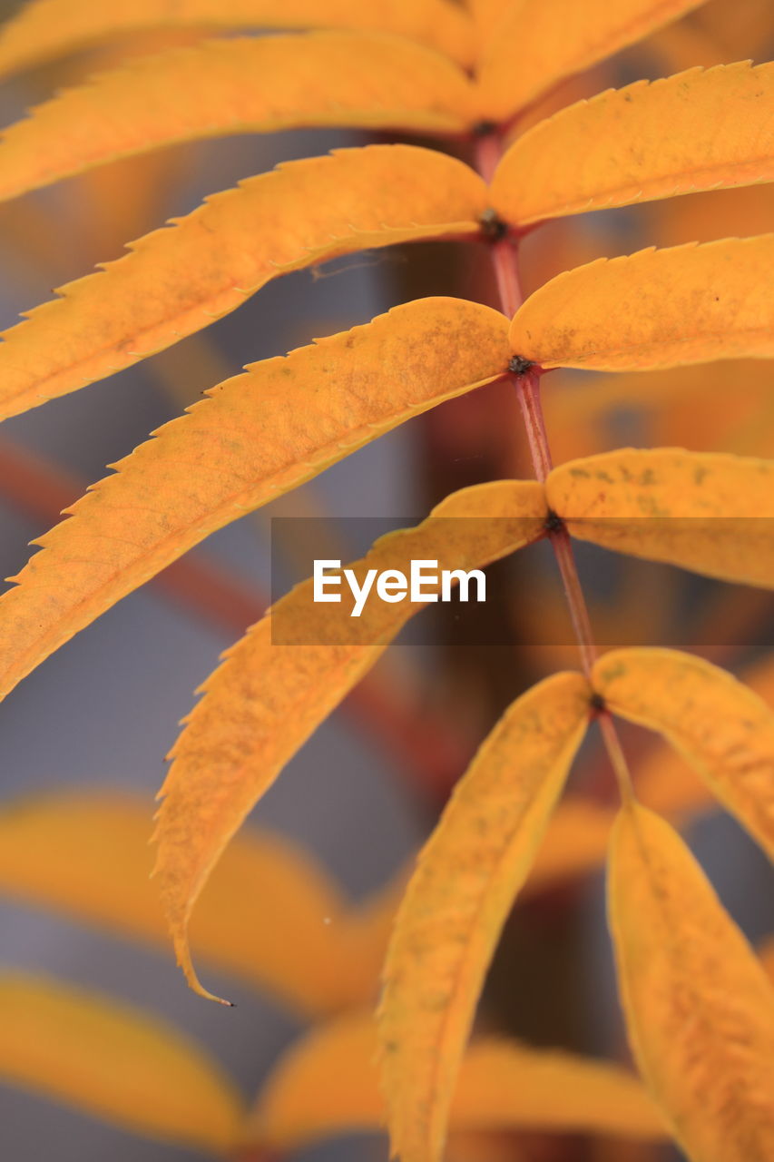 full frame shot of yellow flower