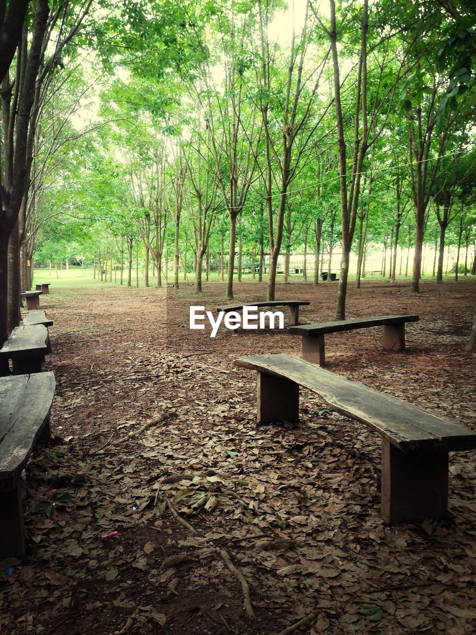 Empty benches and trees in park