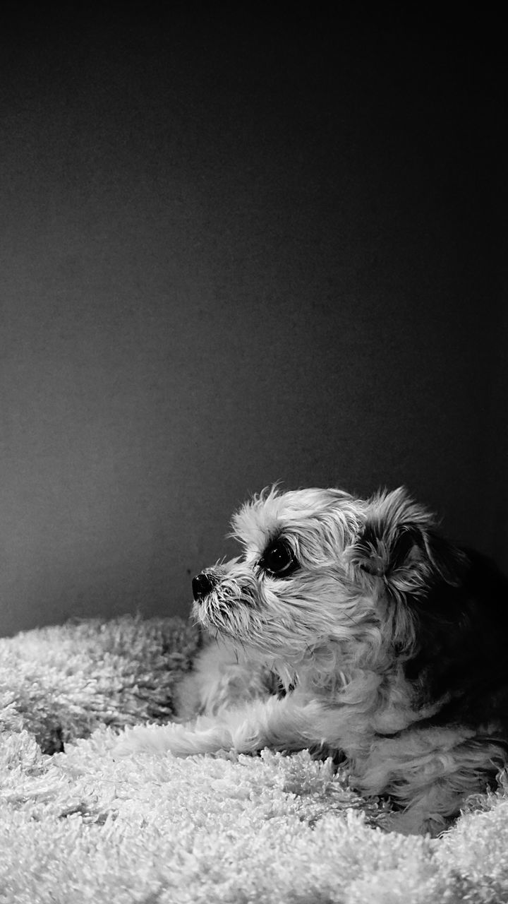 Maltese dog sitting on rug against gray background