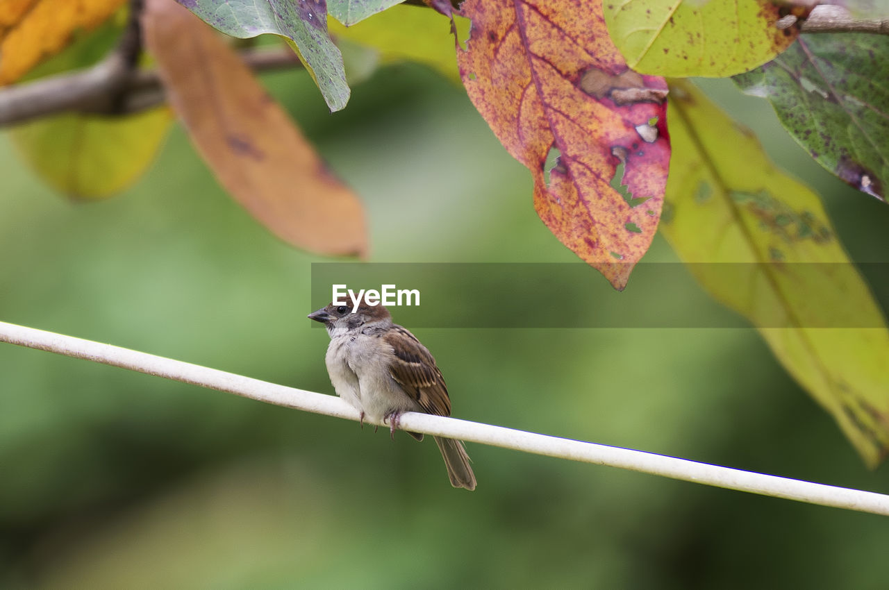 Close-up of sparrow perching on cable by tree
