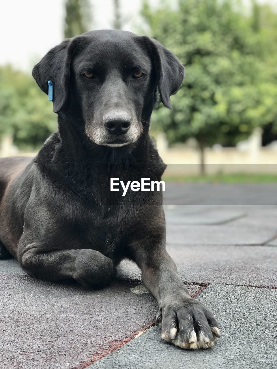 pet, animal themes, dog, animal, one animal, mammal, canine, domestic animals, labrador retriever, portrait, puppy, looking at camera, sitting, black, carnivore, no people, day, retriever, relaxation, black labrador, outdoors