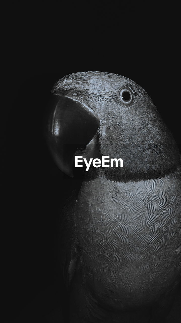 Close-up of parrot in darkroom