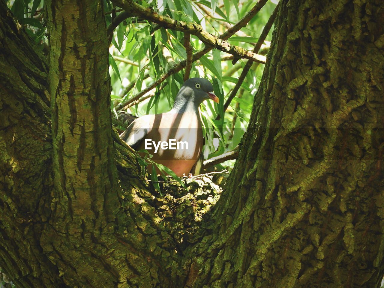 BIRD PERCHING ON TREE TRUNK