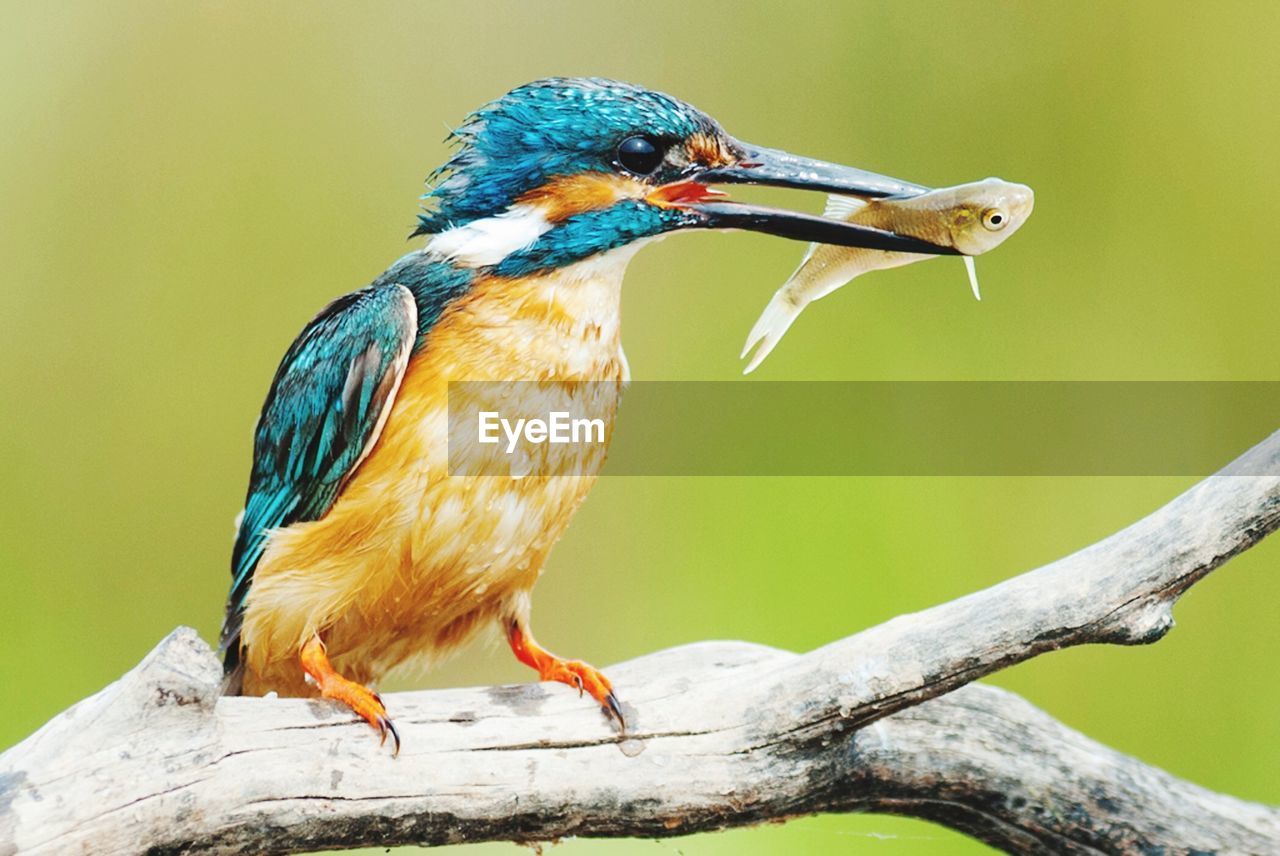 Close-up of a kingfisher perching on branch