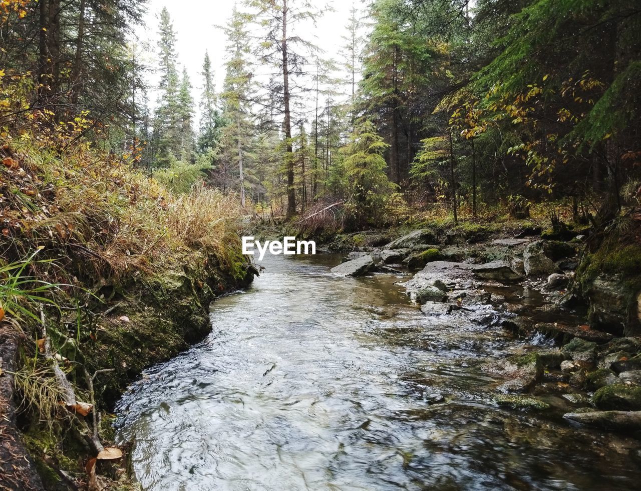 STREAM FLOWING IN FOREST