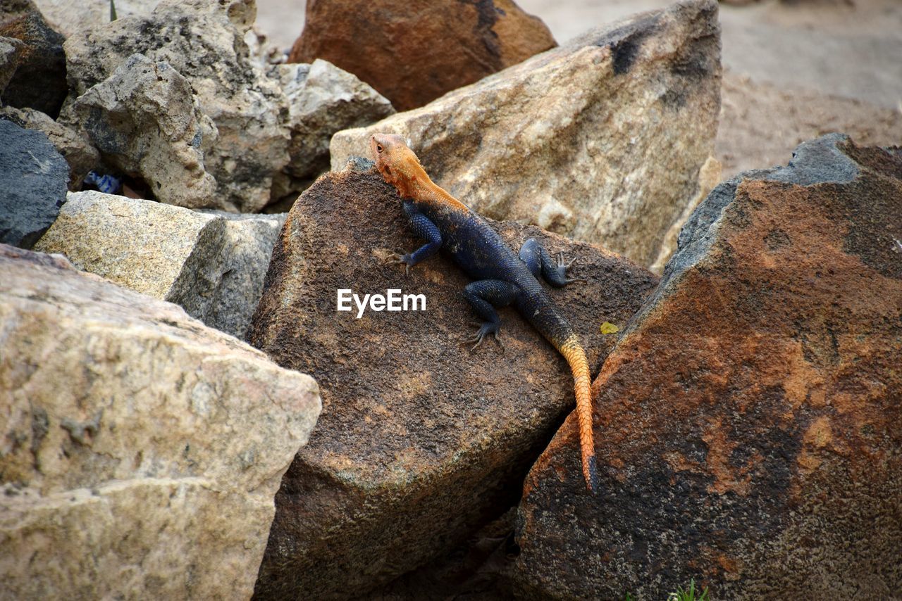 High angle view of lizard on rock