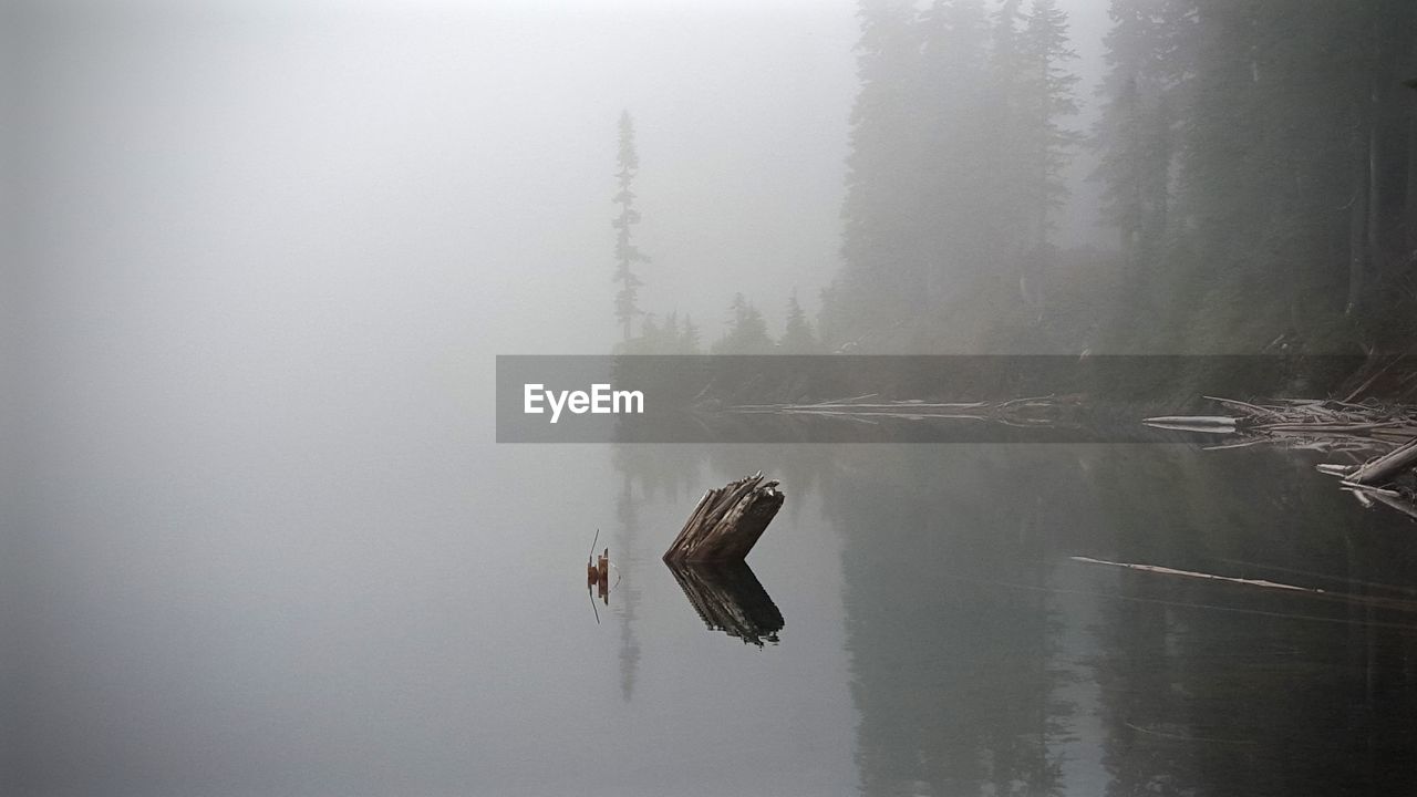 BIRDS ON LAKE IN FOGGY WEATHER