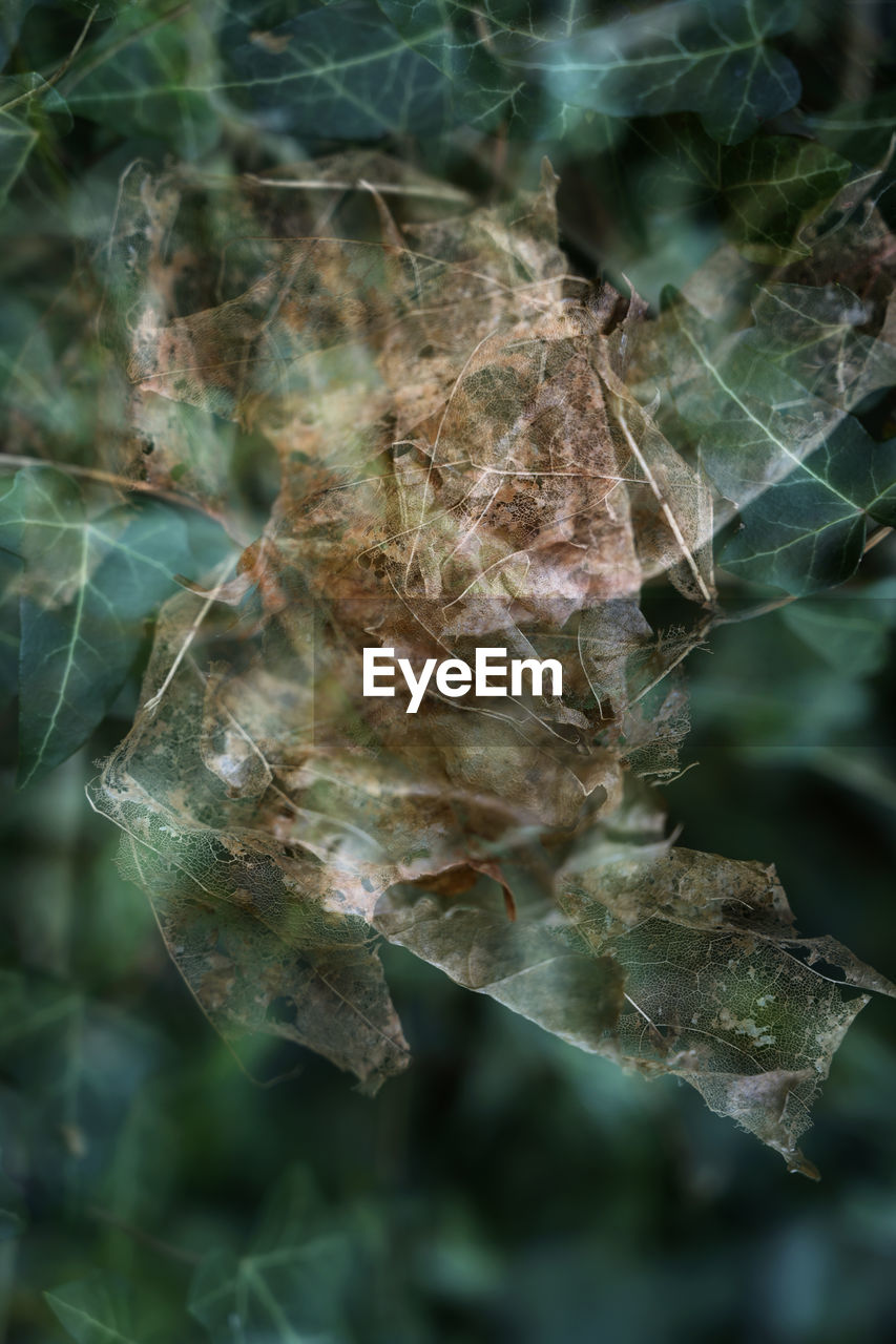 CLOSE-UP OF DRIED PLANT